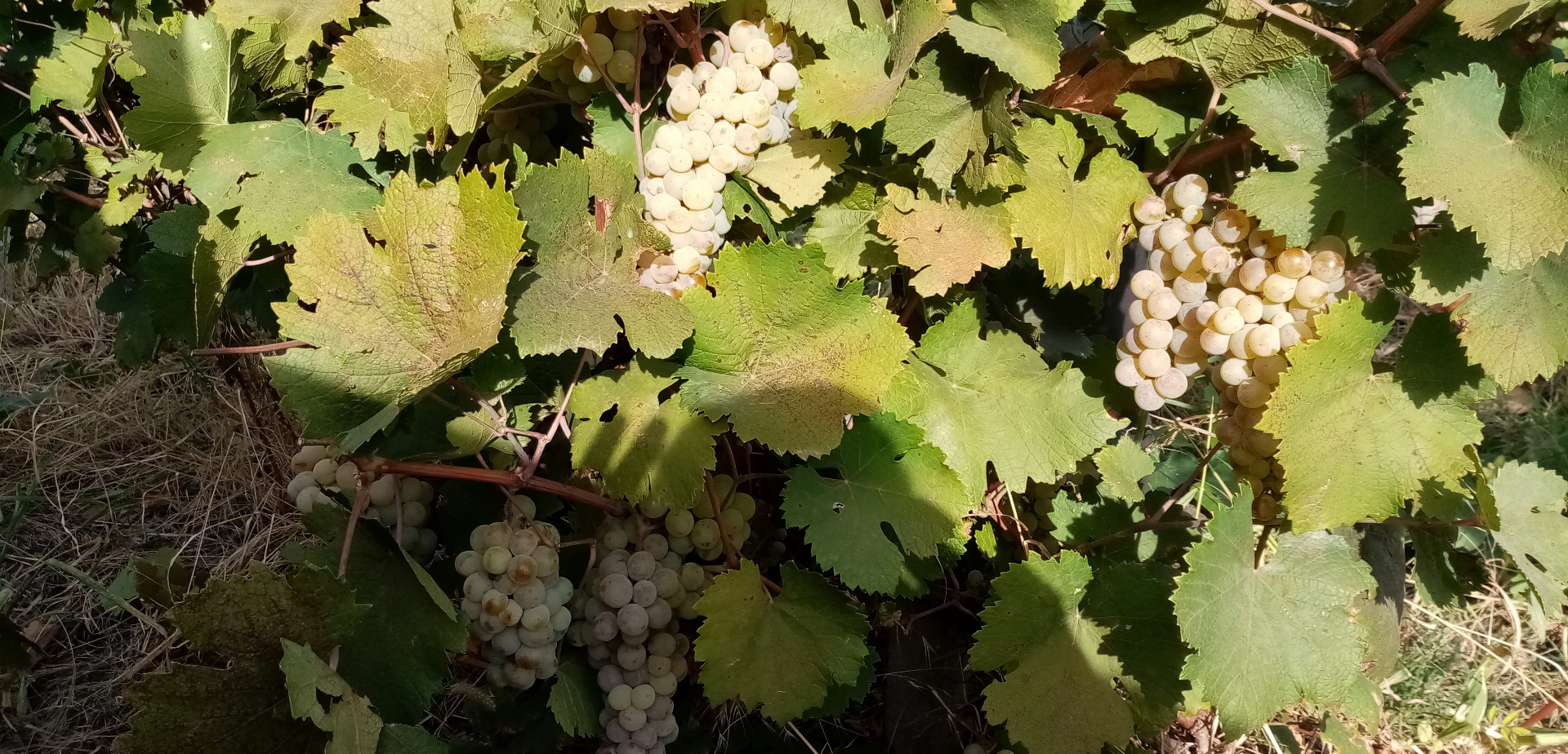 Inżynier winiarski Pîrvu Marian oferuje do sprzedaży winogrona: 3 tony Feteasca Alba 500kg ton Feteasca Neagra 3 tony Riesling włoski Lokalizacja: wieś
