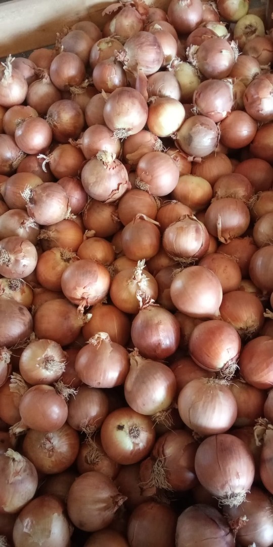 Hiszpańska Grupa Producencka TJ Agricultura - oferuje warzywa, w tym i cebulę