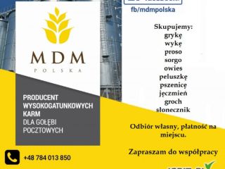 Kupie grykę.