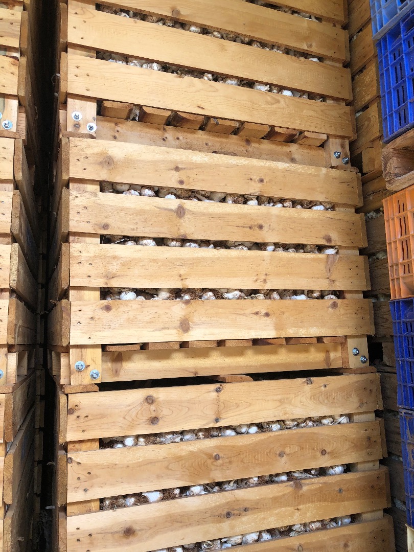 Sprzedaję czosnek w dużych ilościach i oferuję fakturę