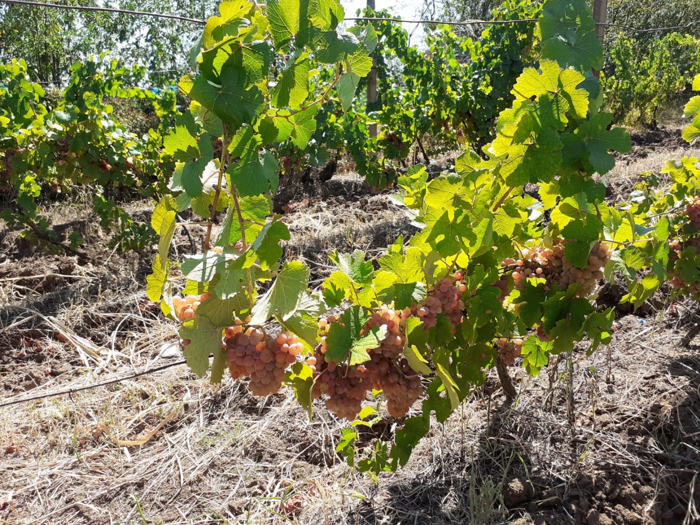 Winogrona i moszcz na sprzedaż - Dealu Mare, obszar Ceptura
