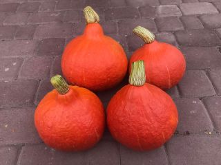 Sprzedam dynię odmiana Hokkaido oraz Halloween w dużych ilościach