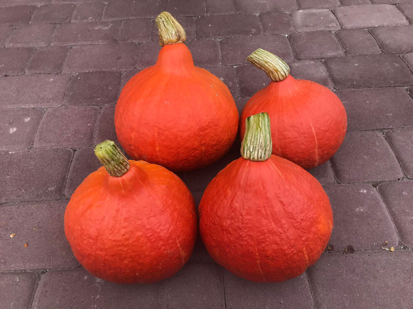 Sprzedam dynię odmiana Hokkaido oraz Halloween w dużych ilościach .Zapraszam do kontaktu