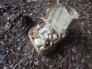Witam serdecznie. Sprzedam prawdziwki świeżo zbierane umawiam się z