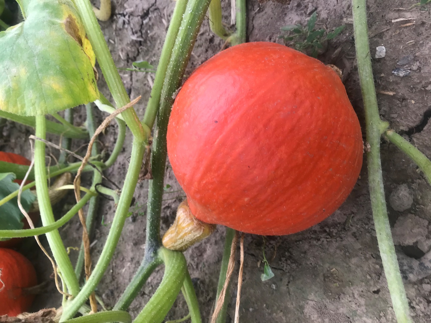 W sprzedaży dynie jadalne Hokkaido i Piżmowa(4zl/kg)