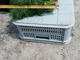 Sprzedam koper zielony. Na pęczki możliwość stałej współpracy tel