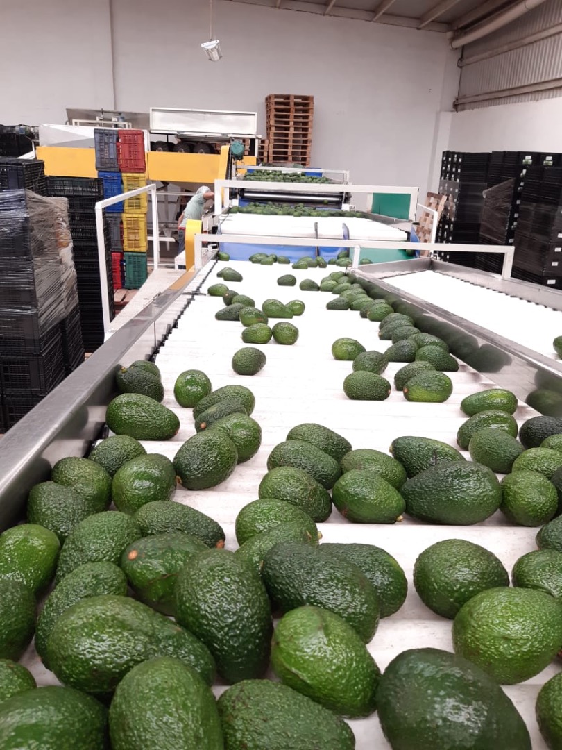 AWOKADO HAS BIO I EKOLOGICZNA PREMIUM JAKOŚĆ Jesteśmy producentami i sprzedajemy hass avocado w Ameryce i Europie