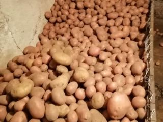Oferuję bezpłatny transport w ilościach powyżej 100 kg na