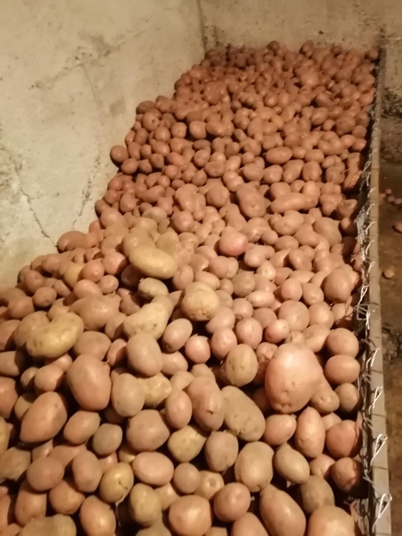 Oferuję bezpłatny transport w ilościach powyżej 100 kg na terenie całego powiatu Iași i okolic
