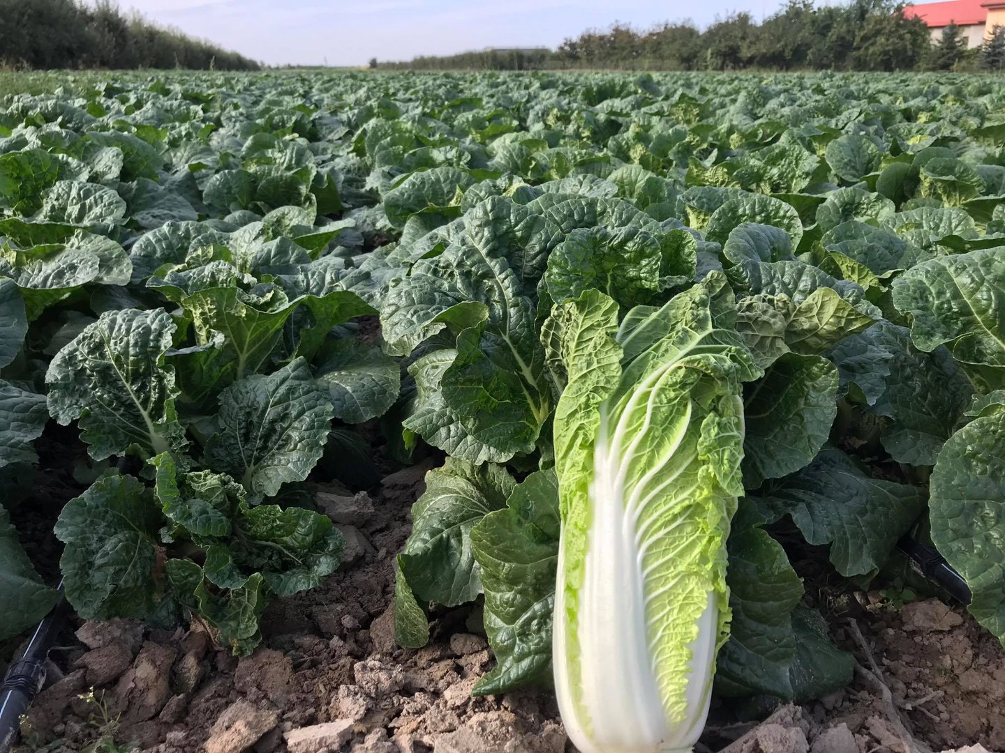 Sprzedam kapustę pekińską, 0,8kg-1,5kg, cena i waga do uzgodnienia w zależności od zamówienia