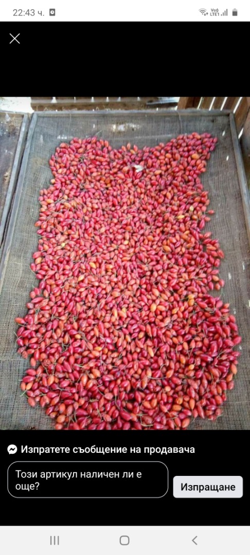 Sprzedam surowe owoce dzikiej róży własnej produkcji, zbiór 2020, cena 3 BGN / kg