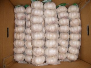 I will sell garlic for this year's harvest, country