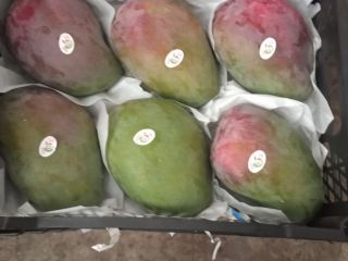 sporzedam hurtowo - ilosci tirowe-swieze mango -kit .