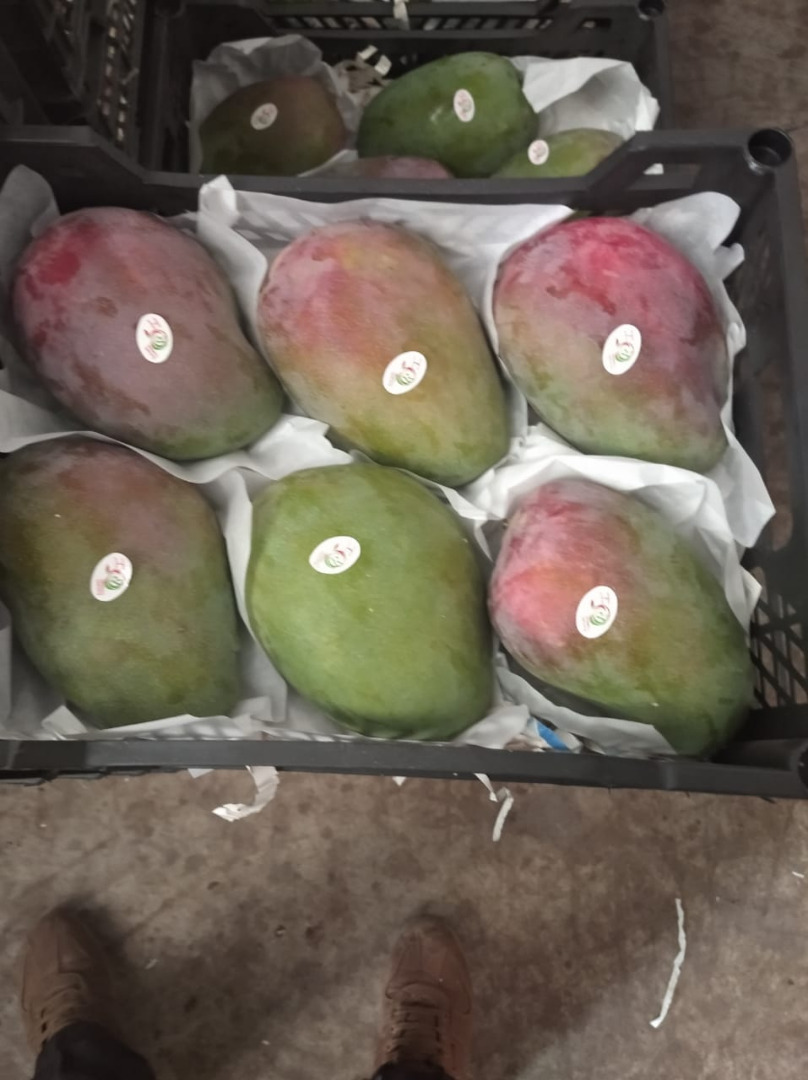 sporzedam hurtowo - ilosci tirowe-swieze mango -kit