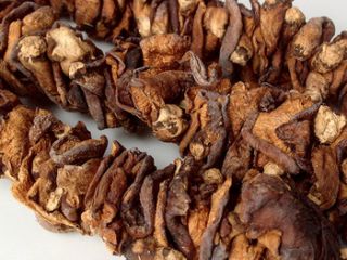 Nazwa produktu Zdrowy naturalny grzyb Ganoderma lucidum dla zdrowia