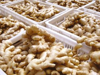 Nazwa produktu Fresh Ginger Style Fresh Color Naturalny żółty
