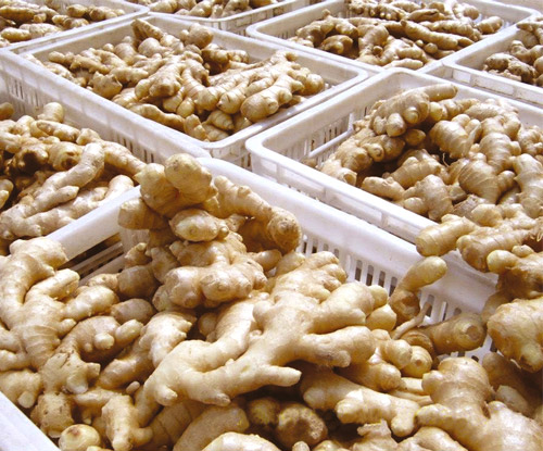 Nazwa produktu Fresh Ginger Style Fresh Color Naturalny żółty Rozmiar 100 - 150g, 150-200g, 200-250g, 250g na sztukę