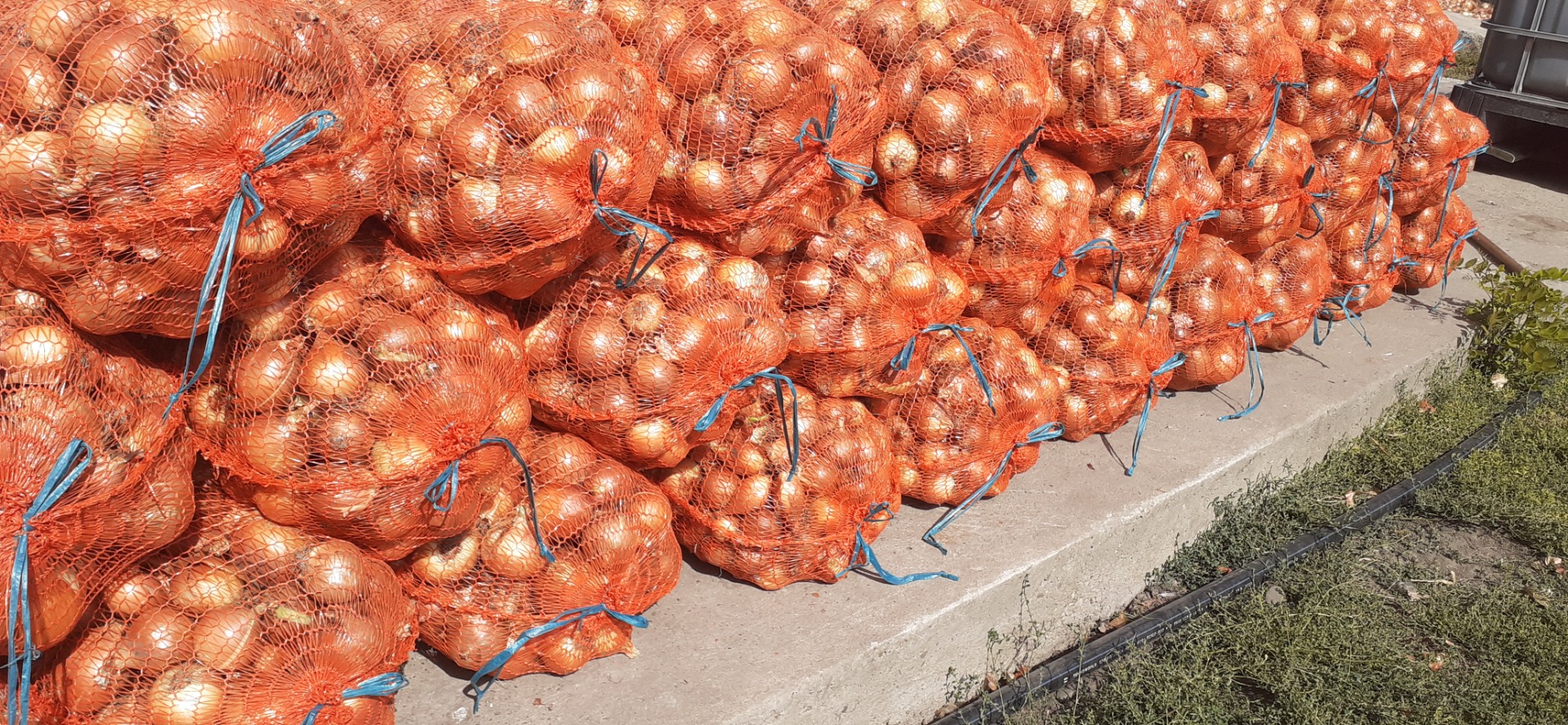 Cebula z suchej ławki pakowana w worki 18 kg