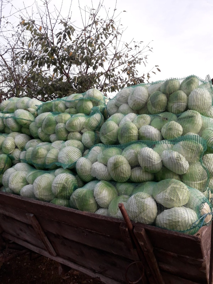 Mam do sprzedania kapustę jesienną, królową jesienną, idealną na sarmale i pikle, z cienkimi liśćmi.W dużych ilościach cena do negocjacji.Nie oferuję
