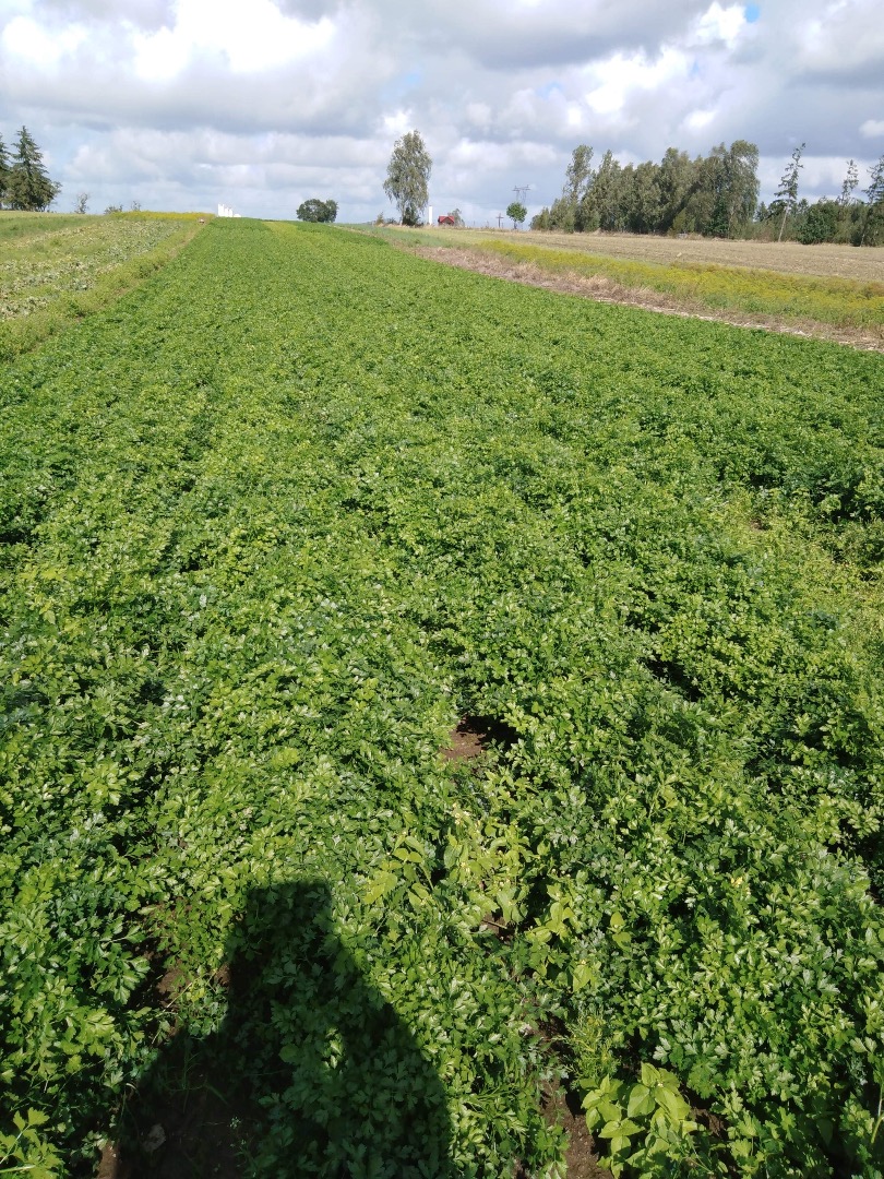 Witam, sprzedam natkę pietruszki świeżo cięta prosto z pola