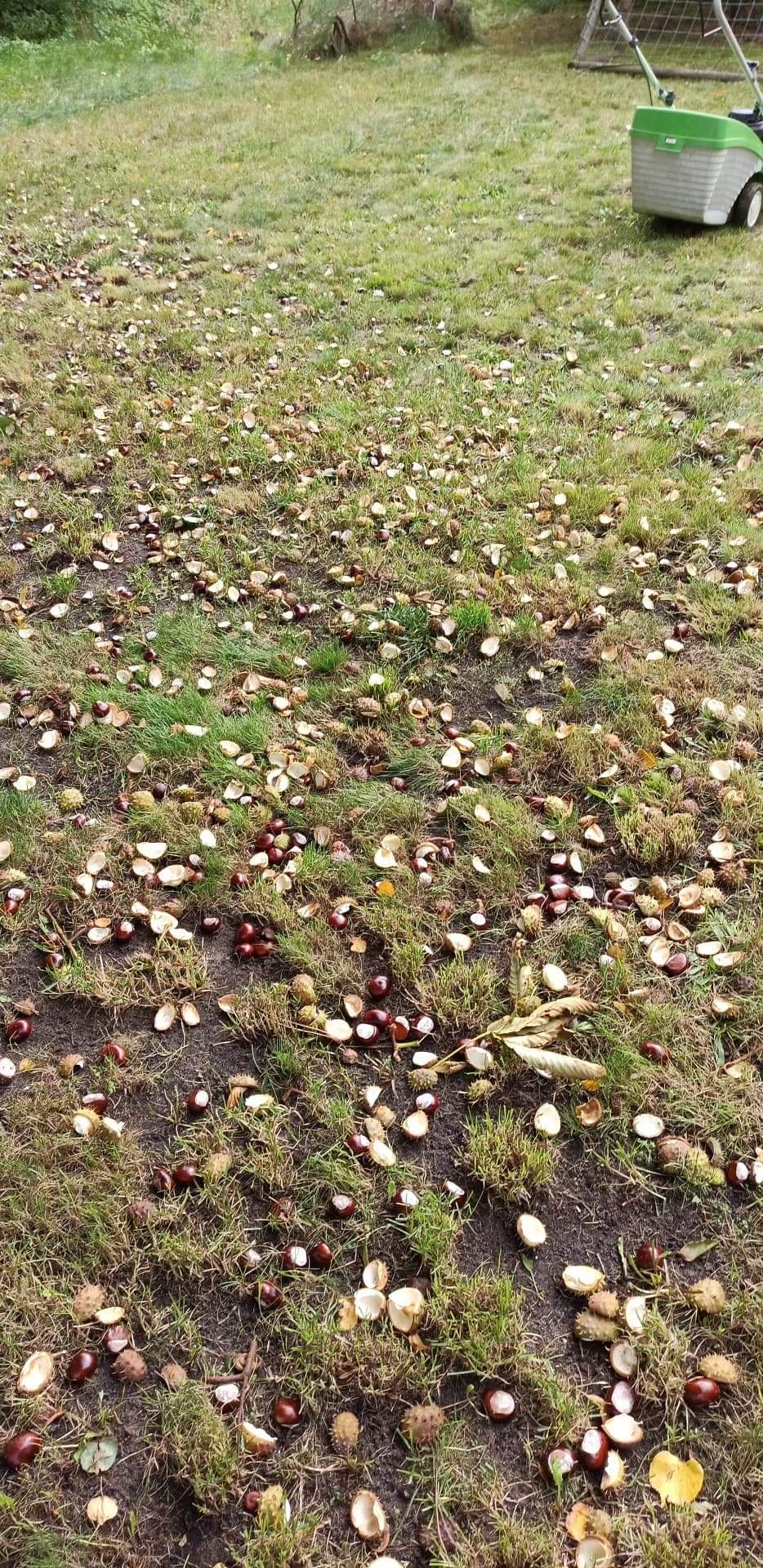 Sprzedam kasztany z własnego kasztanowca