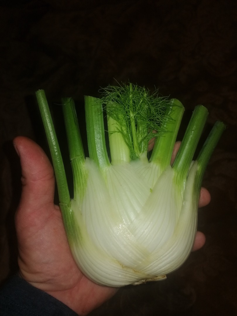 Sprzedam koper włoski (fenkuł)