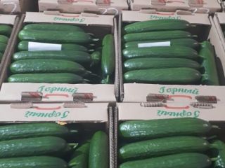 Świeży ogórek, Odmiana "Meva" pierwsza kategoria. długość 18-24cm. Średnica