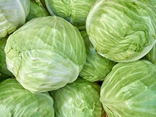 We will sell white cabbage, Jaguar and Typhoon variety.