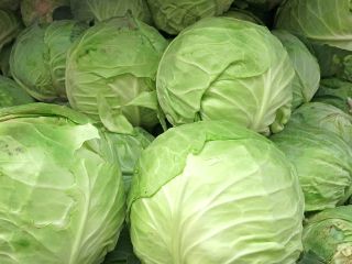 I will sell white cabbage, Jaguar and Typhoon variety.