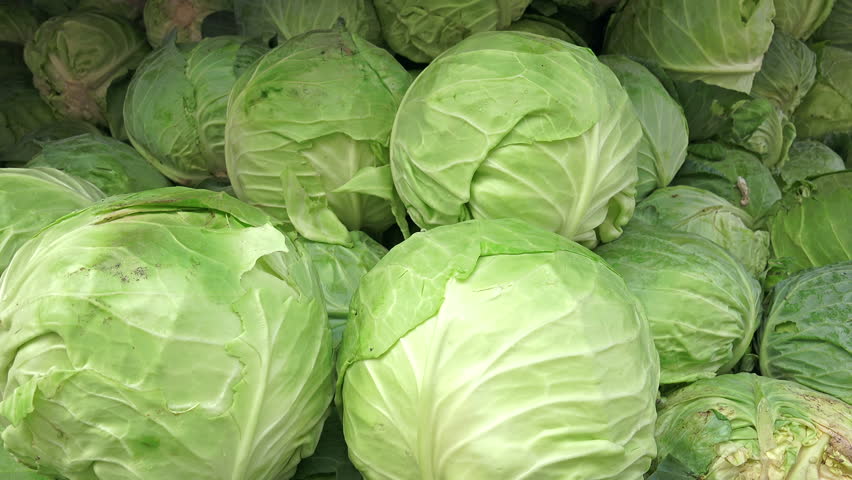 I will sell white cabbage, Jaguar and Typhoon variety