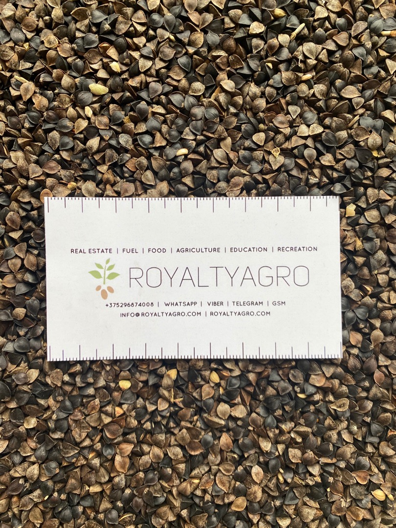Oferujemy ziarno gryki w Big begach, pochodzenie Białoruś