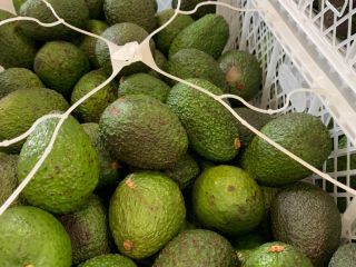 Awokado 1000kg cena zależne od sytuacji na rynku Holederskim