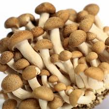 fresh mushroom available for export in Denmark please contact directly via email or whatsapp: email