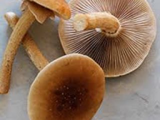 fresh mushroom available for export in Denmark please contact