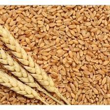 Wheat available for export in Denmark Please contact directly via email or whatsapp: email