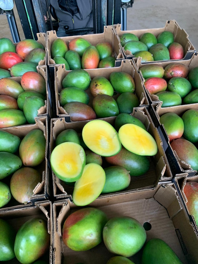 Mango 4kg 28 zł karton cena zależne od sytuacji na rynku Holederskim i ilości.wiecej informacji telefonicznie Posiadamy szeroki asortyment Zajmujemy się
