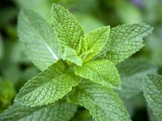 Product name ; mint Product packaging size ;1 kilograms