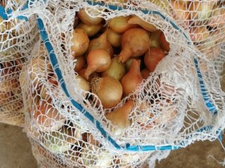Witam, mam do sprzedania żółtą cebulę odmiana rumba z