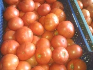 Sprzedam pomidor gruntowy czerwony. Cena od 1zl do 2.5zl.