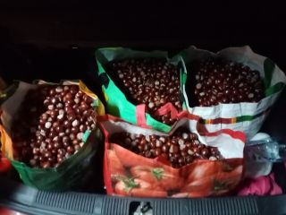 Witam zostało mi na sprzedaż ponad 100 kg kasztana