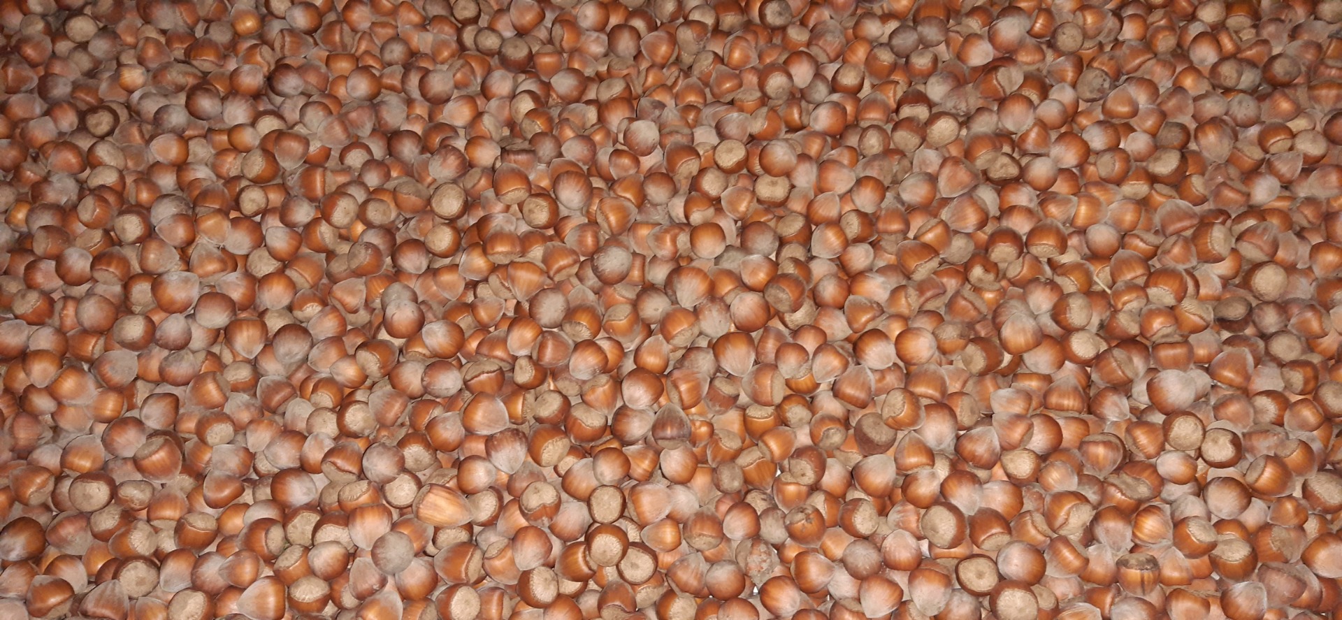 Sprzedam 700 kg czystych i sortowanych orzechów laskowych zebranych z własnego sadu Cena do negocjacji w zależności od ilości Posiadam atest producenta
