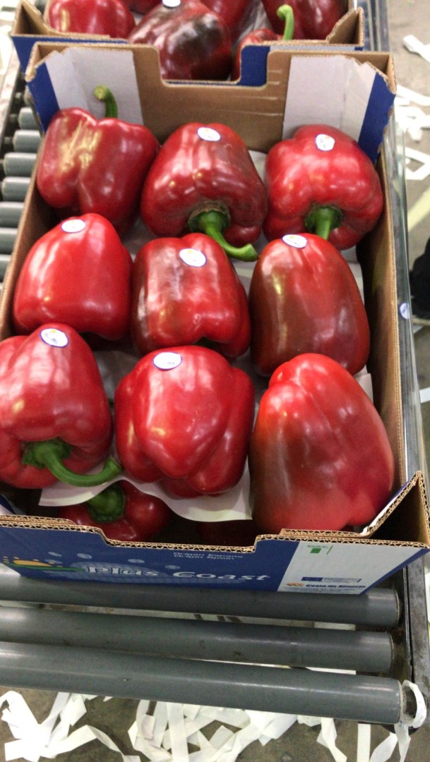 Oferujemy paprykę 1 gatunek czerwona odmiana california, pakowane w czarny karton 5 kg