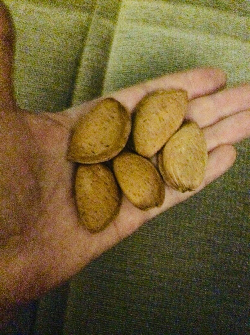 Słodkie migdały w łupinach, gatunek Guara, 10 ton, w workach polipropylenowych 27 +/- 7% kg, jakość: najwyższej jakości zgodnie z normą DDP-18, cena sprzedaży