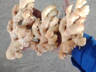 Pozdrowienia od Earthful Foods! Jest to oddział pod Jayco