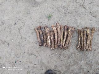 Oferujemy do sprzedaży chrzan mojej rodziny na Węgrzech. Podana