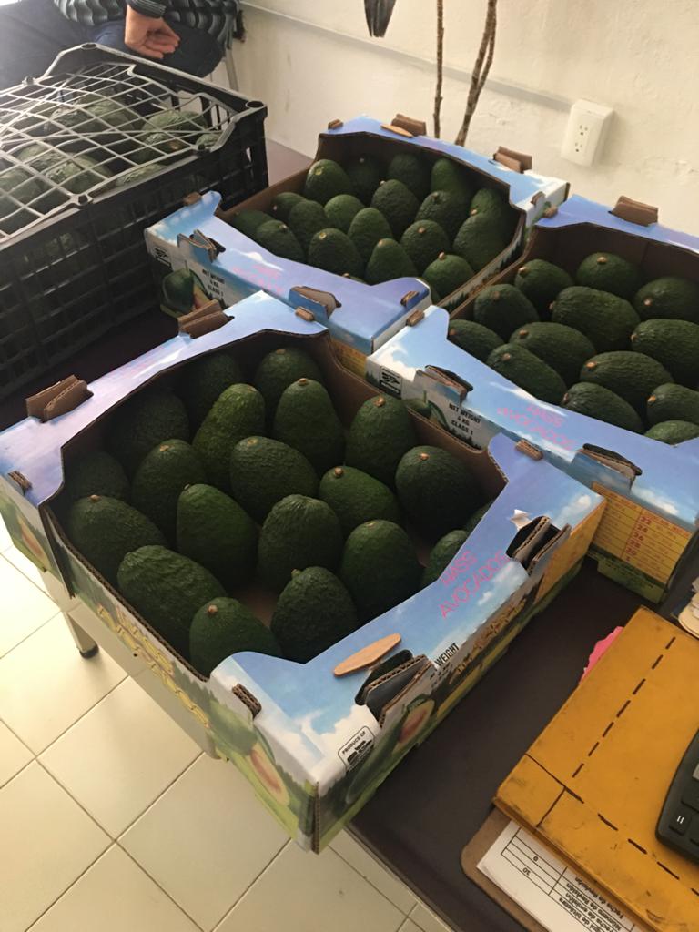 Avocado Hass, Cal , Cat.1 Origin Michoacan and Jalisco, Mexico