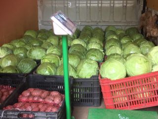 Uprawiam kapustę i chciałbym zaoferować Państwu mój produkt. Obecnie