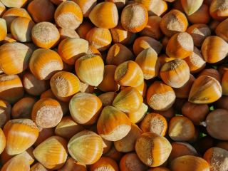 Sprzedam orzechy laskowe katalońskie tegoroczne z rodzinnej plantacji. Pakowane