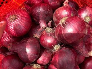 najlepsza cena cebuli na sprzedaż